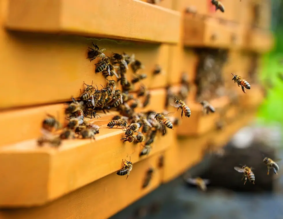 Ein orangener Bienenstock mit vielen Bienen die hineinfliegen