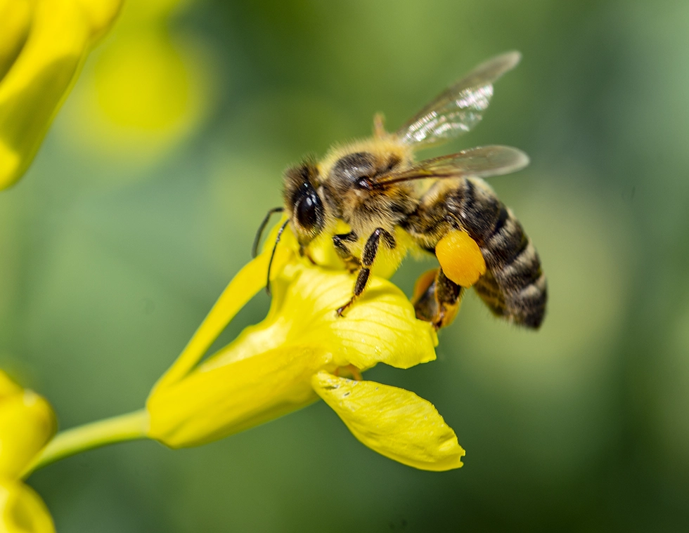 Eine Biene auf einer gelben Blume auf Nektarsuche